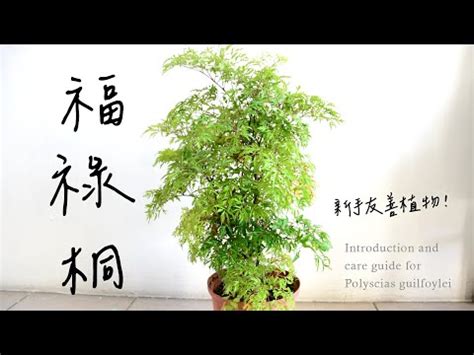 川七福祿桐風水|福祿桐風水指南：招財旺運的植物風水秘訣 